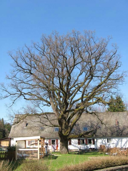 Bild 1 von Eiche beim Stellwerk